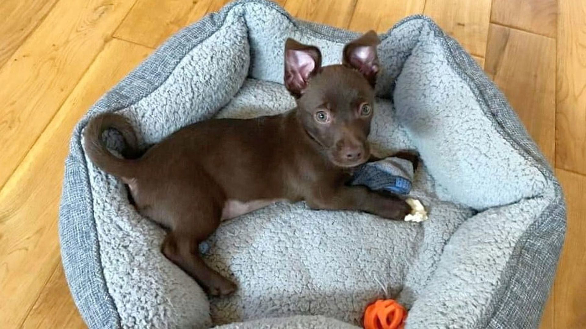 Adopt a Pet | Rocky